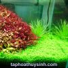 CHIHIROS WRGB 2 LED LIGHT - 45CM - anh 2
