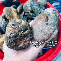 SỎI CỘI VÂN MÂY- CỘI SUỐI 1KG
