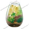 Hồ cá tiểu cảnh thủy tinh - Gex Glass Aquarium Candle - anh 4 Hồ cá tiểu cảnh thủy tinh - Gex Glass Aquarium Candle - anh 4