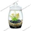 Bộ hồ tiểu cảnh thủy tinh - Gex Bottlium Nature Set Brown - anh 3