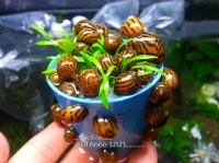 Ốc nerita chiến binh diệt tảo nâu