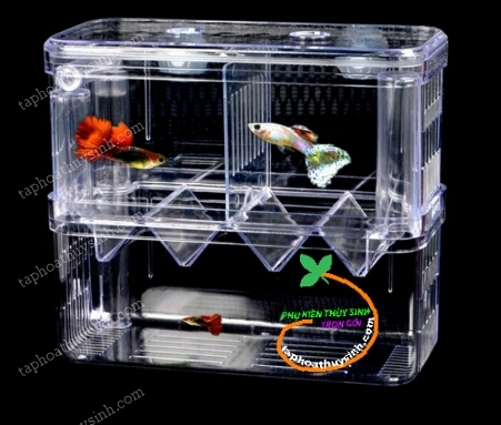 Box dưỡng ấp cá đẻ size đại Box dưỡng ấp cá đẻ size đại