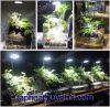Kệ gỗ Bamboo đèn led - anh 3 Kệ gỗ Bamboo đèn led - anh 3