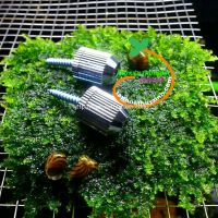 Ốc giữ cáp vào máng đèn