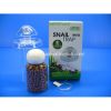 BẪY ỐC ISTA - anh 1