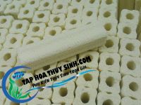 SỨ THANH BACTERIA HOUSE