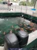 MÁY CHO CÁ KOI AN TỰ ĐỘNG 10L AUTO FISHING FEEDER - anh 5 MÁY CHO CÁ KOI AN TỰ ĐỘNG 10L AUTO FISHING FEEDER - anh 5
