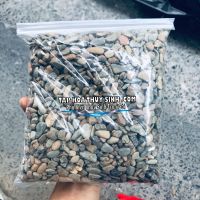 SỎI SUỐI TỰ NHIÊN TRÃI NỀN HỒ TÔ CÁ TÉP BIOTOP