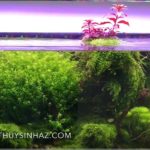 Thủy Sinh AZ Chia Sẻ Kinh Nghiệm Chơi Thủy Sinh TRANG CHỦ SẢN PHẨM PHÂN NƯỚC KINH NGHIỆM THỦY SINH PHẢN HỒI TỪ KHÁCH HÀNG ĐẠI LÝ PHÂN PHỐI – ĐỐI TÁC LIÊN HỆ Tầm quan trọng của Carbon và Oxi trong hồ thủy sinh